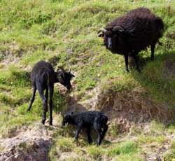 Black Sheep at Tolsta Head