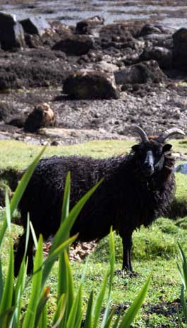 Hebridean Black Sheep - Huisinis Rd