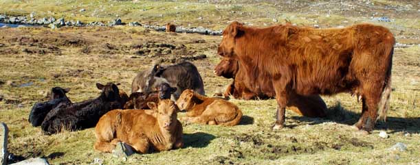 Highland Cattle - Isle of Lewis