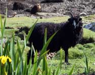 Highland Cattle  - Western Isles