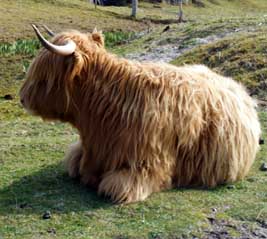 Highland Cattle - Western Isles