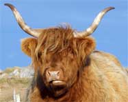 Highland Cattle  - Western Isles