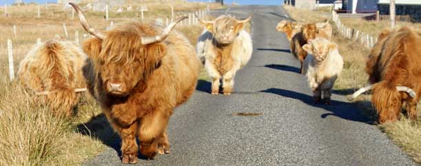 Highland Cattle on The March