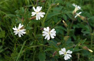 White Campion - A Carpet of Wildflowers - Ghioridail - Tolsta