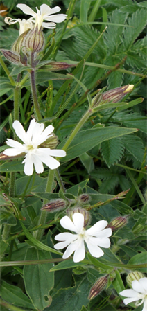 Sea Campion - Isle of Lewis Wildflowers