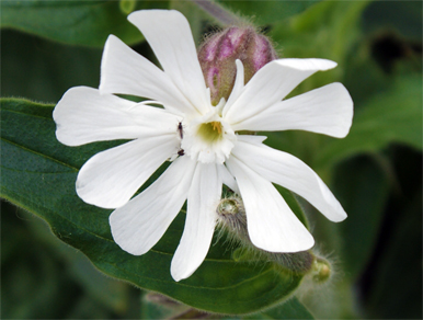 Sea Campion - Western Isles Wildflowers
