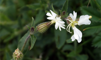 White Campion