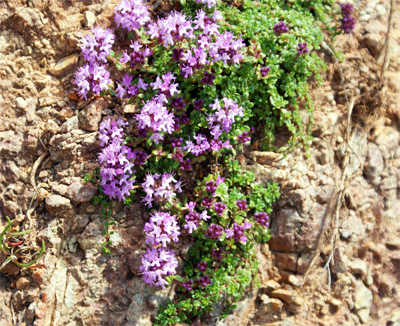 Wild Thyme - Wildflowers