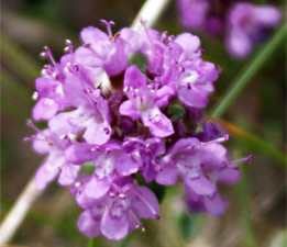 Wild Thyme - Western Isles Flora