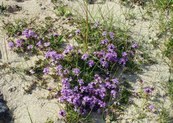 Wild Thyme Garry - Isle of Lewis
