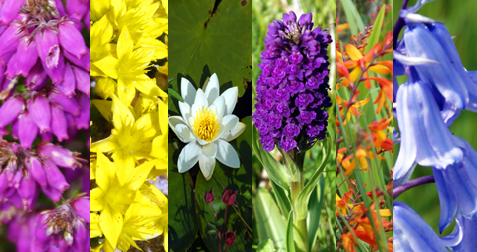 Flowers By Colour - Western Isles Wildflowers