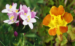 Pink Red and Multicoloured Wildflowers