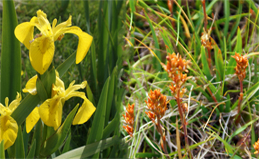 Yellow and Orange Western Isles Wildflowers