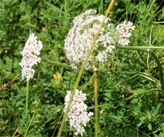 Yarrow - Wildflowers