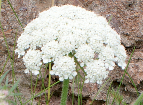 Yarrow - White Wildflowers - Western Isles