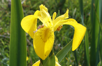 Yellow  Irises - Western Isles Wildflowers