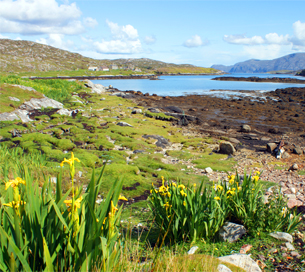 Huisinis Rd - Near Amhuinnsuidhe - Yellow Irises  -   Hebrides Flowers