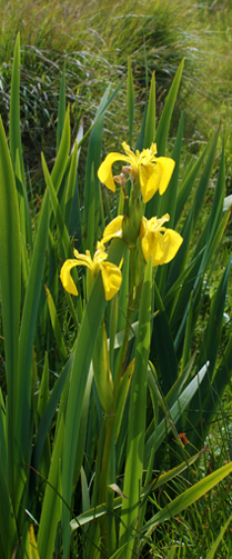 Yellow Wildflowers  - Irises -  Hebrides Flora
