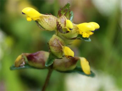 Yellow Rattle -  Western Isles Wildflowers