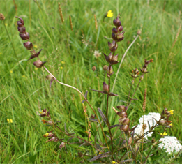 Yellow rattle