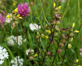 Yellow rattle
