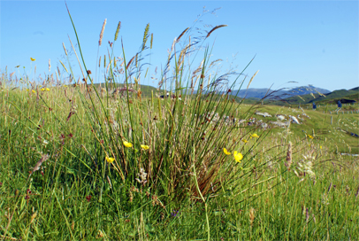 Yorkshire Fog  - Hebrides Wildflowers