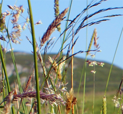 Yorkshire Fog Grasses