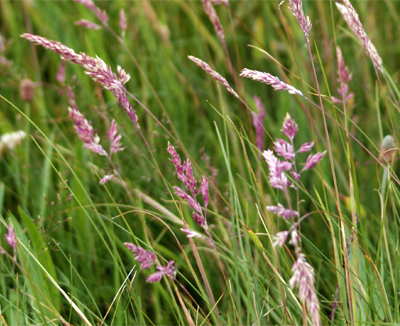 Yorkshire Fog Grasses - Hebrides